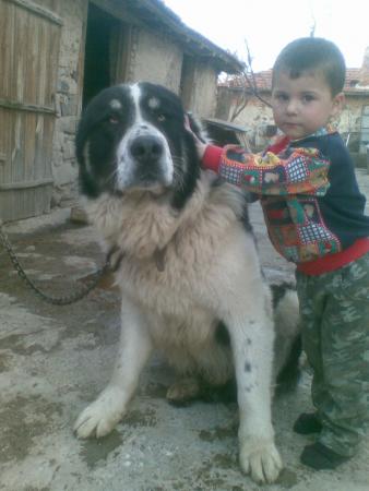 Прикачена снимка