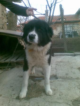 Прикачена снимка