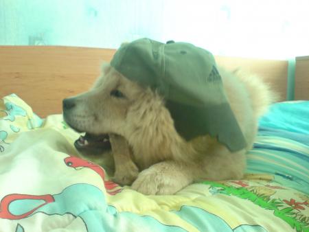 Прикачена снимка
