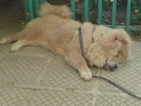 Прикачена снимка