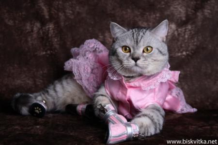 Прикачена снимка