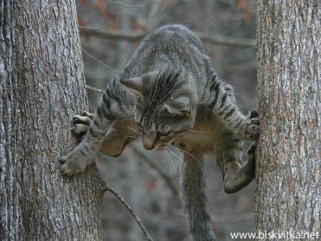 Прикачена снимка