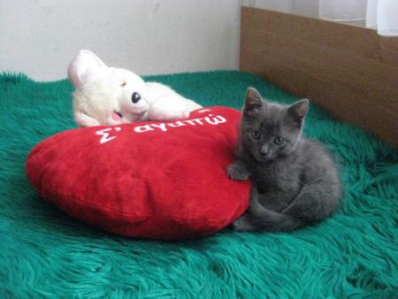 Прикачена снимка