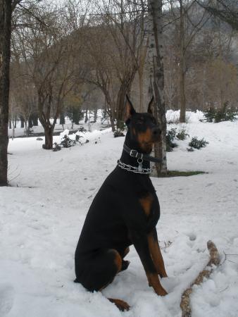 Прикачена снимка
