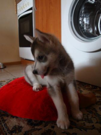 Прикачена снимка