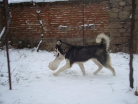 Прикачена снимка