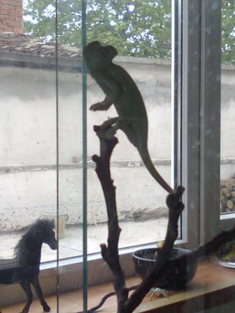 Прикачена снимка