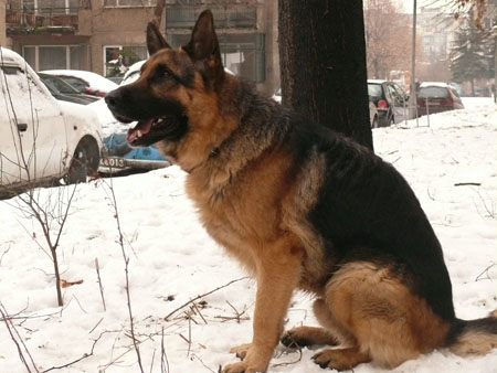 Прикачена снимка