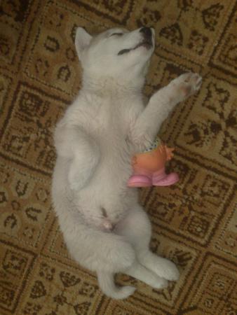 Прикачена снимка