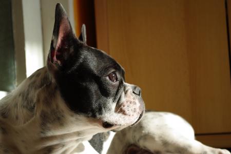 Прикачена снимка