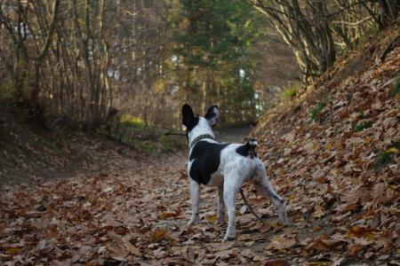 Прикачена снимка