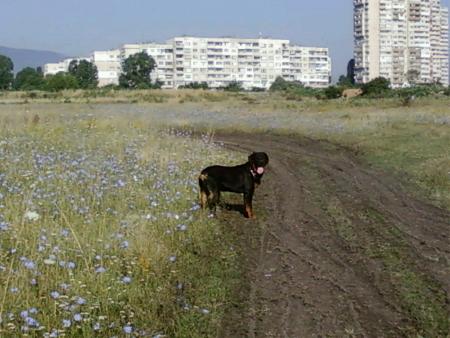 Прикачена снимка