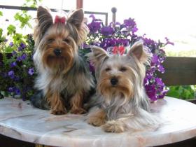 Прикачена снимка