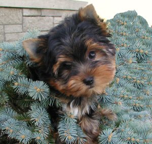 Прикачена снимка