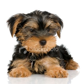 Прикачена снимка