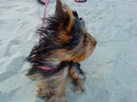 Прикачена снимка