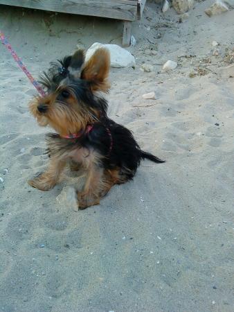 Прикачена снимка