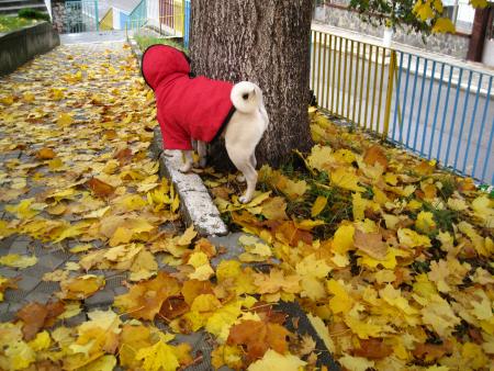 Прикачена снимка