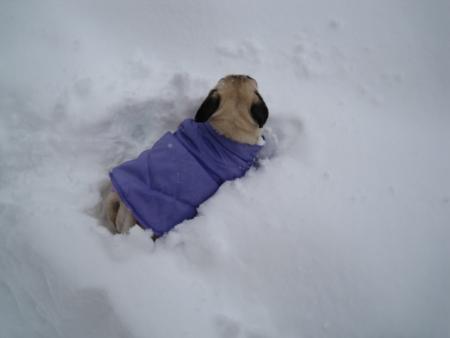 Прикачена снимка