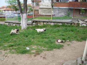 Прикачена снимка