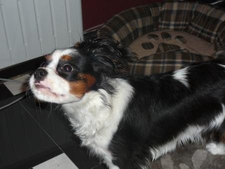 Прикачена снимка