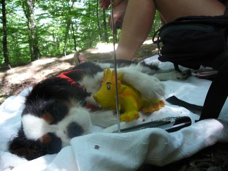 Прикачена снимка