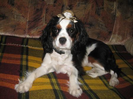 Прикачена снимка