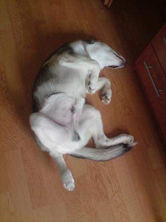 Прикачена снимка