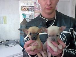 Прикачена снимка