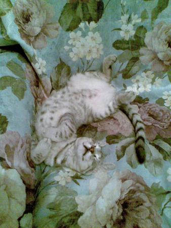Прикачена снимка