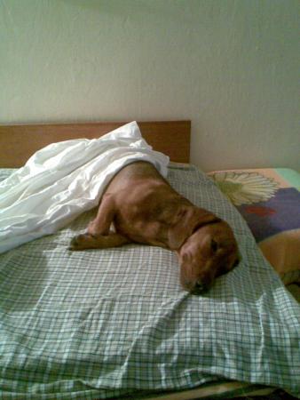 Прикачена снимка