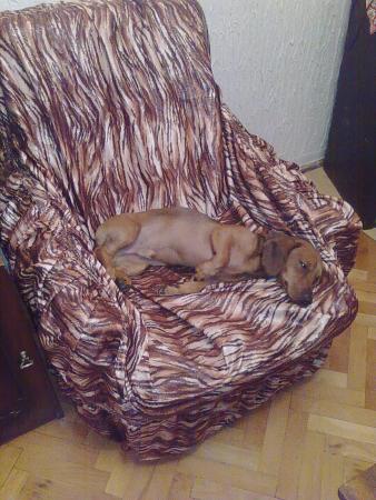 Прикачена снимка