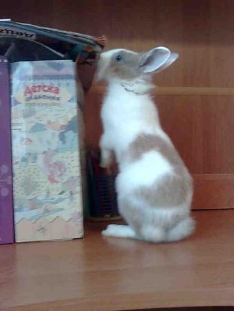 Прикачена снимка