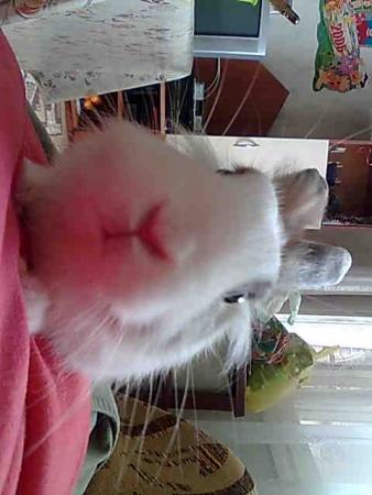 Прикачена снимка