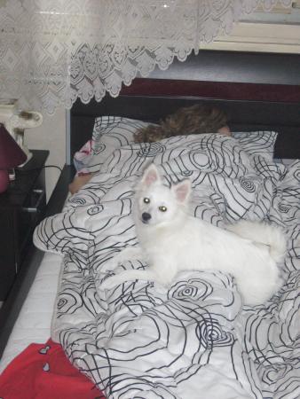 Прикачена снимка