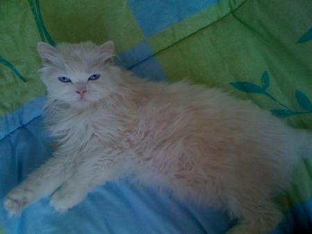 Прикачена снимка