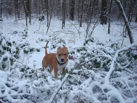Прикачена снимка