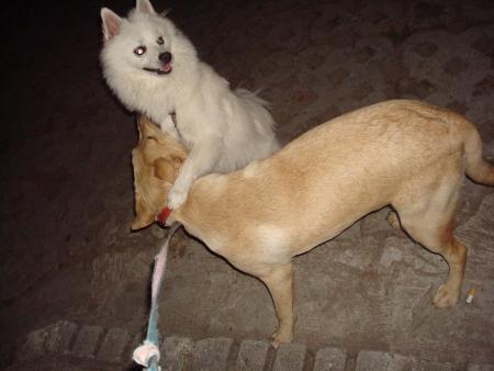 Прикачена снимка