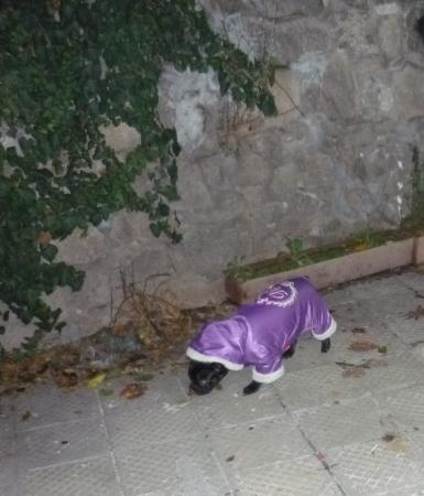 Прикачена снимка