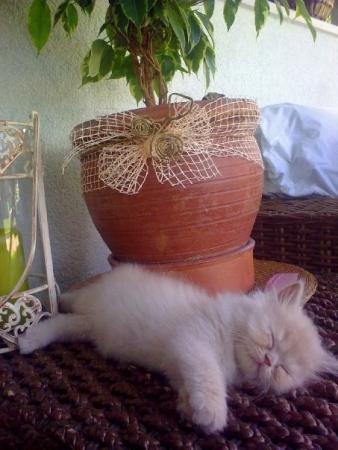 Прикачена снимка