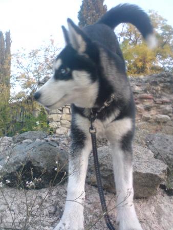 Прикачена снимка