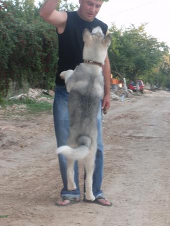 Прикачена снимка