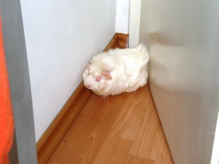Прикачена снимка