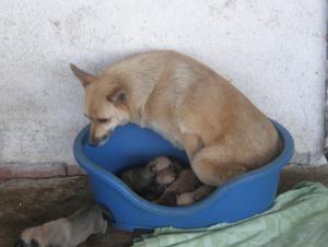 Прикачена снимка