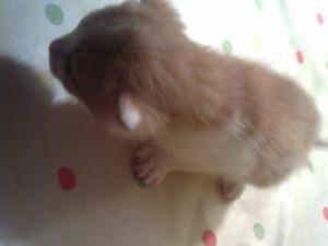 Прикачена снимка