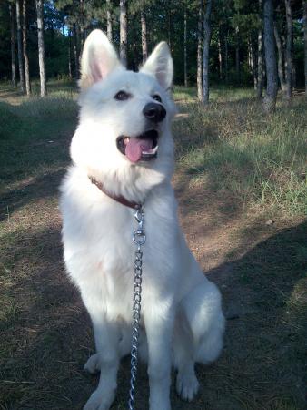 Прикачена снимка