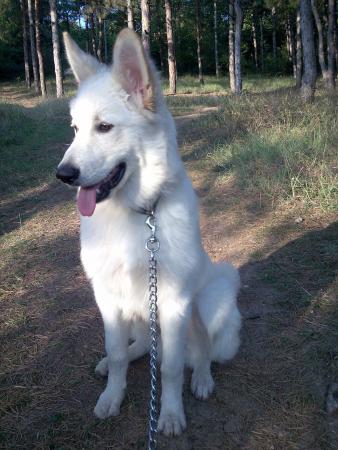 Прикачена снимка