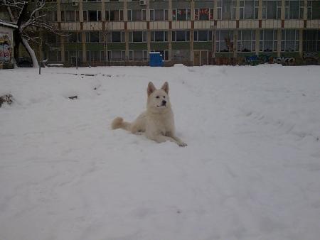 Прикачена снимка