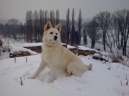 Прикачена снимка