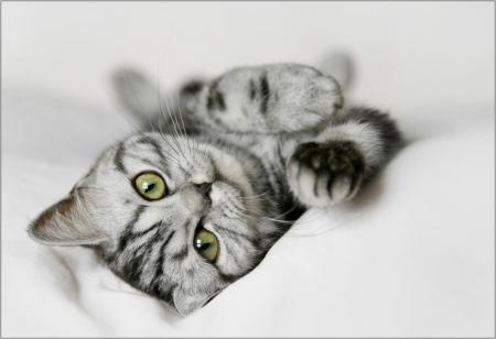 Прикачена снимка